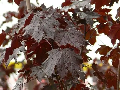 Acer platanoides ''Багровый король''