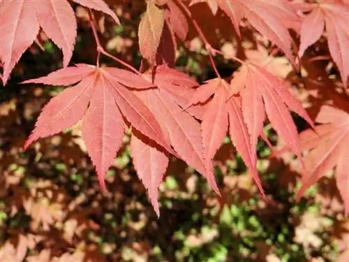 Acer palmatum ''Atropurpureum''