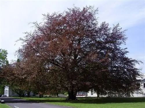 Fagus sylvatica ''Atropurpurea''