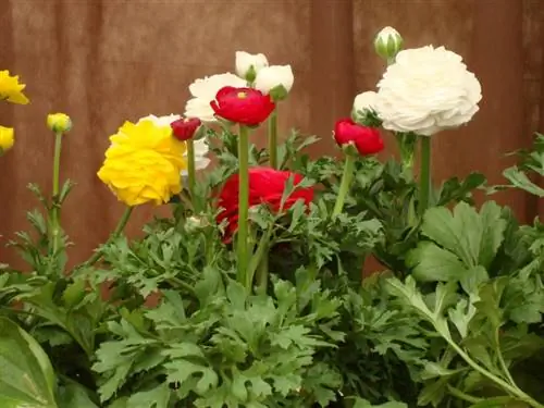 Ранункулюс Ранункулюс