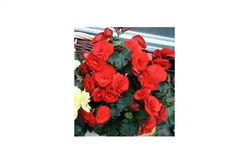 Как ухаживать за бегониями