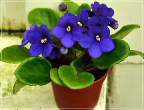 африканская фиалка