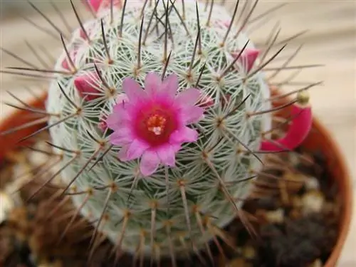 маммилярия