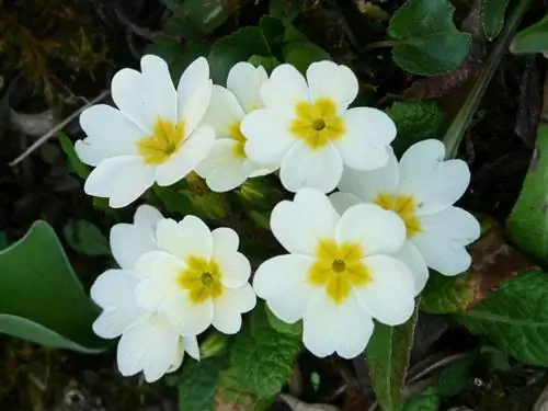 Примула