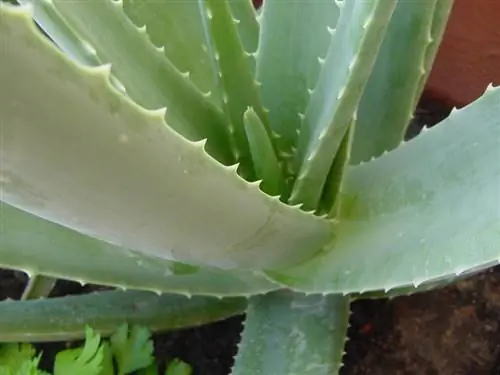 растение алоэ вера