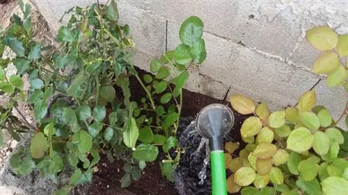 полив розовых кустов