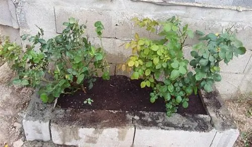 кусты роз в саду