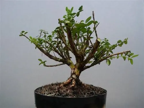 Lonicera nitida пребонсай