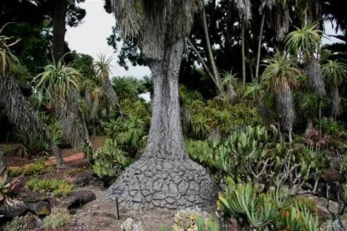 Ствол Beaucarnea recurvata