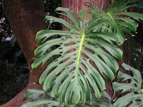 Филодендрон