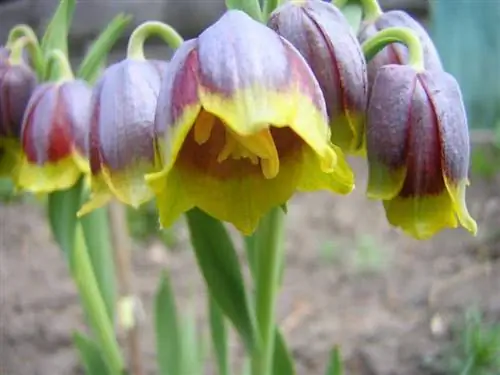 Fritillaria michailovskyi