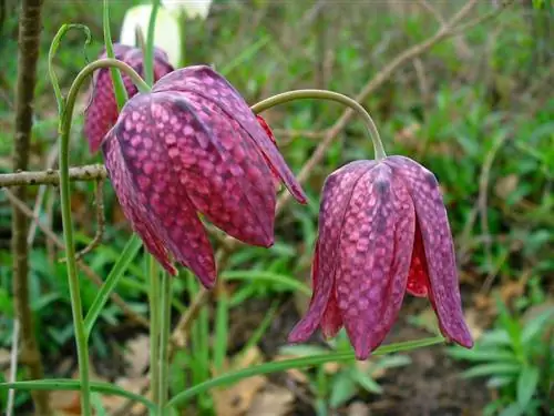 Познакомьтесь с луковицей с необыкновенными цветами Fritillaria