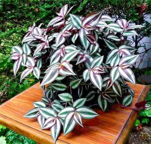 Tradescantia Zebrina, декоративное растение