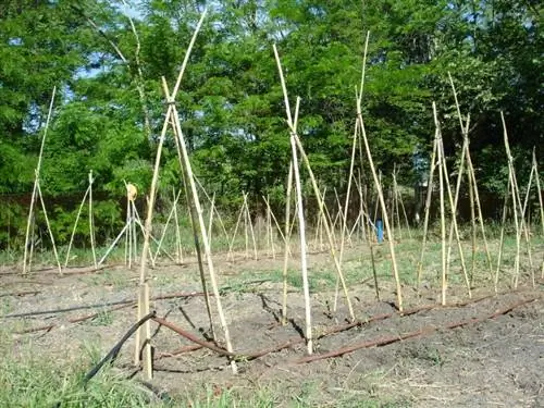 Колья для рассады томатов