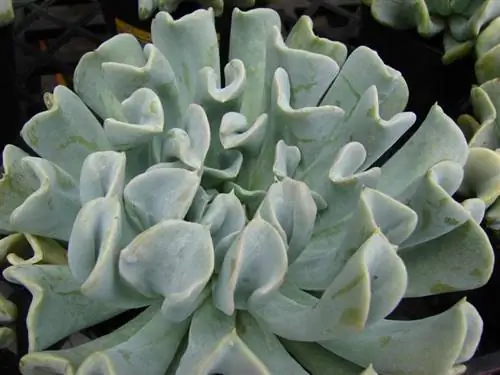 Echeveria runyonii 'Topsy Turvy''