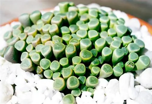 фенестрария