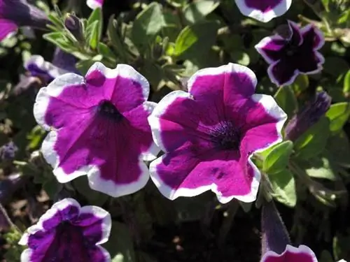 петунии