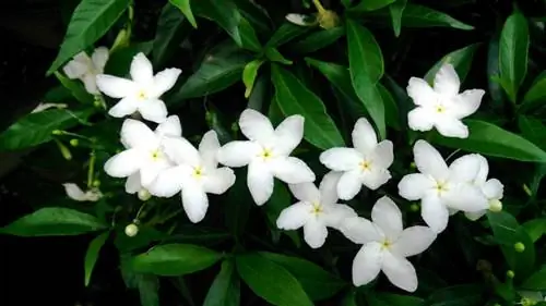 Tabernaemontana divaricata