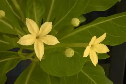 Цветы бригамии инсигнис