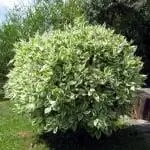 фикус бенджамина