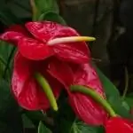 Образец Anthurium andraeanum