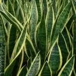 Образец Sanseviera trifasciata ''Laurentii''