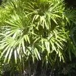 raphis excelsa