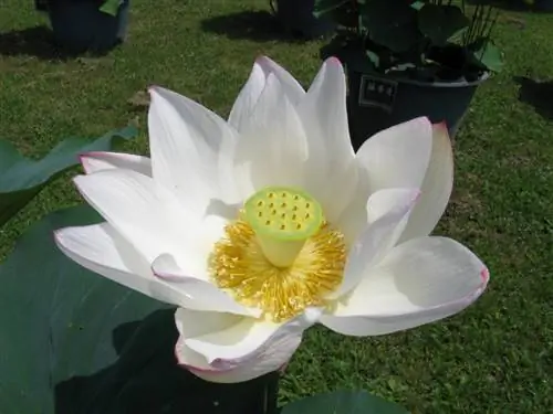 Nelumbo nucifera cv Кинринрен