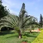 Дипсис декари