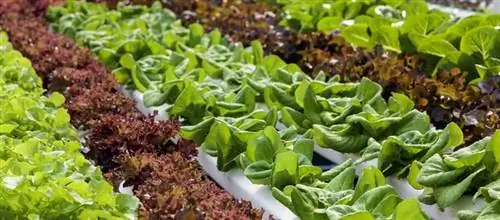 Гидропоника, эффективный метод