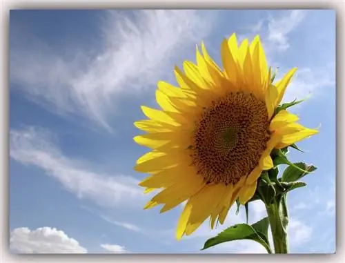 Какие цветы цветут летом