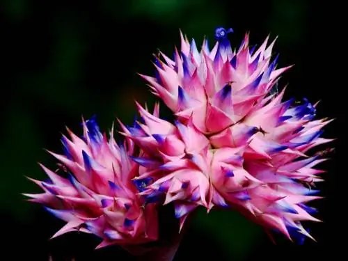 Как выращивать бромелиевые