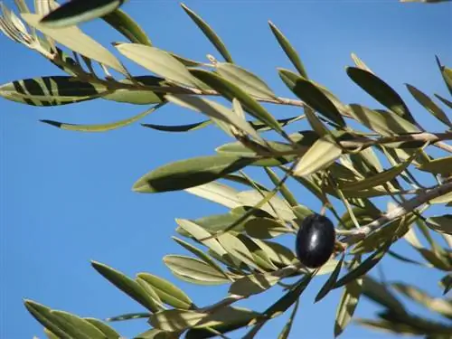 олеа европейская