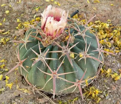 Что такое ксерофитные растения?