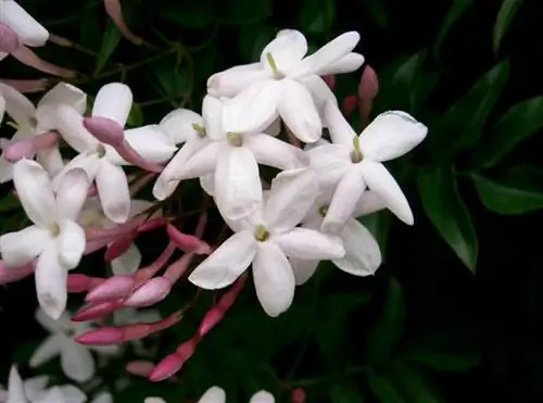 Как ухаживать за жасмином