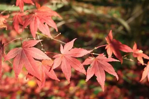 Acer palmatum Atropurpureum