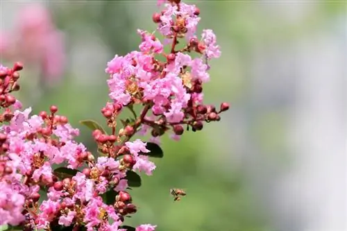 лагерстремия