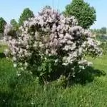 Сиринга опушенная