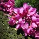 Cercis siliquastrum