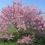 Cercis siliquastrum дерево