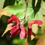 Клён пальматум Осакадзуки