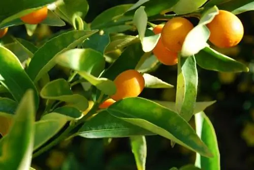 кумкват