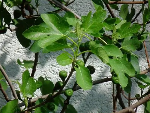 Смоковница