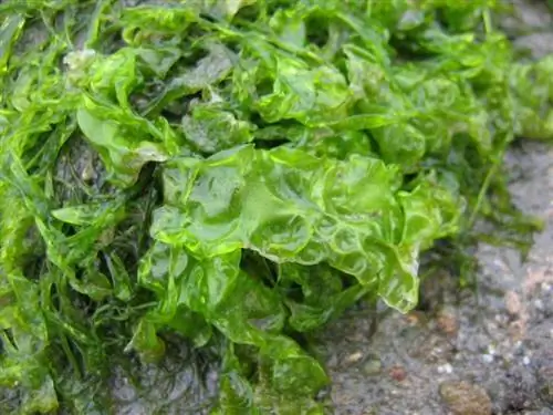 морской салат