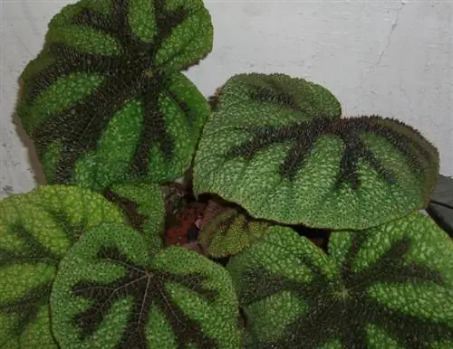 масонская бегония