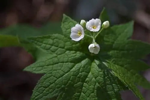 Grayi Diphyllelia, прозрачный цветок