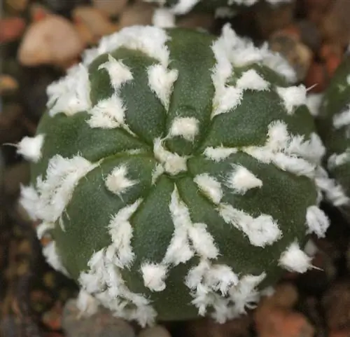 Astrophytum asterias ''Super Kabuto'' сорт Kikko