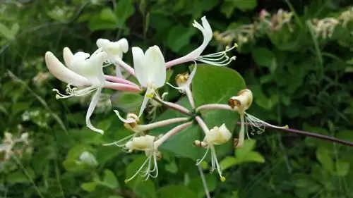 Lonicera каприфолиум