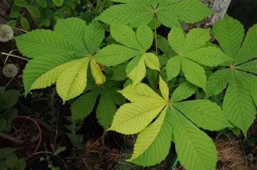 Aesculus hippocastanum