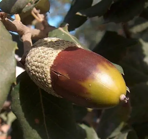 Quercus suber
